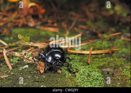 Zu Fuß in einem Wald Wald-Mistkäfer Stockfoto