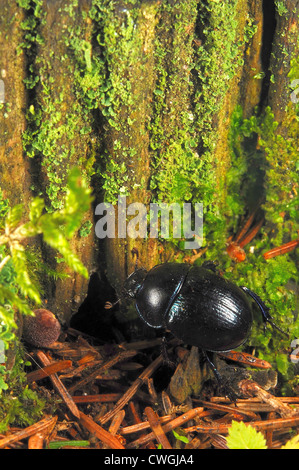 Zu Fuß in einem Wald Wald-Mistkäfer Stockfoto