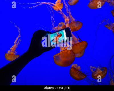 Hand, die Apple iPhone 4 s Aufnahme niedrig Lichtbild von Quallen schweben im Monterey Bay Aquarium Kalifornien USA Stockfoto