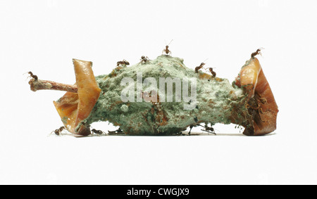 Verfallende Apfel-Kern von Ameisen gefressen. Stockfoto