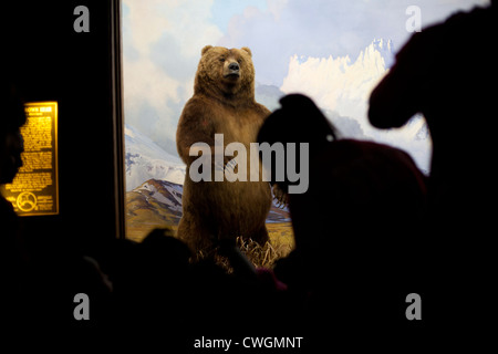 Ein Grizzlybär steht in der Halle Nordamerika Säugetiere Hall in das American Museum of Natural History in New York Stockfoto