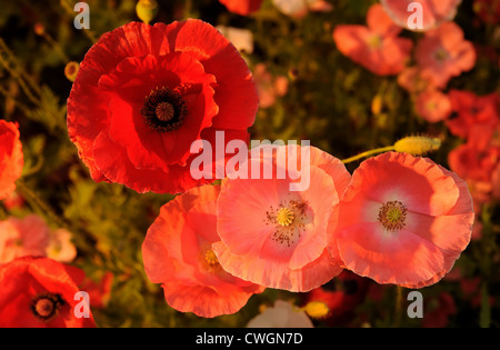 Mohnblumen im Sonnenuntergang Stockfoto
