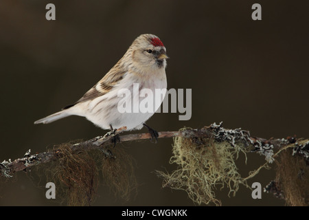 Couess Arktis Redpoll Zuchtjahr Hornemanni Exilipes, Lappland, Finnland Stockfoto