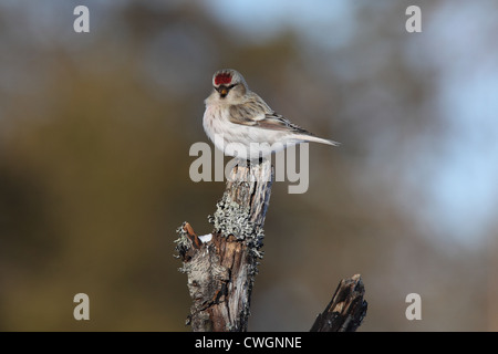 Couess Arktis Redpoll Zuchtjahr Hornemanni Exilipes, Lappland, Finnland Stockfoto