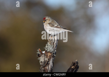 Couess Arktis Redpoll Zuchtjahr Hornemanni Exilipes, Lappland, Finnland Stockfoto