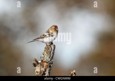 Couess Arktis Redpoll Zuchtjahr Hornemanni Exilipes, Lappland, Finnland Stockfoto