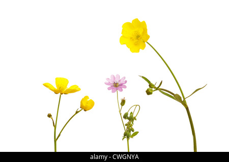 Wiese-Hahnenfuß (Ranunculus Acris) und Dove-Fuß Crane Bill (Geranium Molle) im Sommer auf weißem Hintergrund Stockfoto