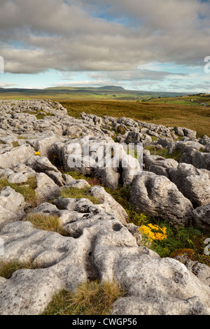 Blick von Plover Hill und Pen-y-Gent in unmittelbarer Nähe Runscar Narbe nördlich der Ribblehead-Viadukt Stockfoto