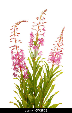 Rosebay Willow Herb (Epilobium Angustifolium) Stockfoto