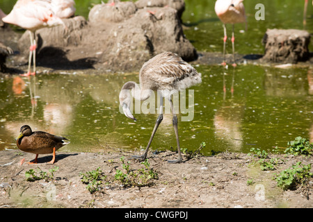Junge graue Flamingo im zoo Stockfoto