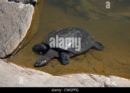 Indische Flapshell Schildkröte (Lissemys Trommler) in Ranthambore Nationalpark, Sawai Madhopur, Rajasthan, Indien Stockfoto