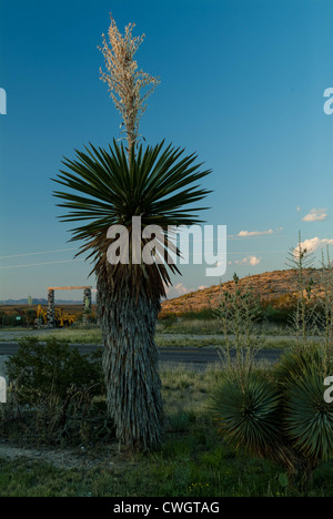 Blühender Kaktus in der Wüste - Bib-Bend-Nationalpark, Texas Stockfoto