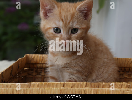 Ginger Kitten sitzen In einem Weidenkorb Picknick Stockfoto
