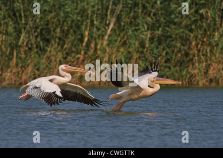 weiße Pelikane im Flug Stockfoto