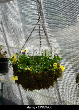 Moos gefüllt Drahtkorb mit nachgestellten Panseys im Gewächshaus - Einhängekörbe gepflanzt Stockfoto