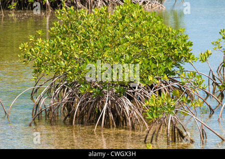 Rote Mangrovenwald in Buena Vista-UNESCO-Biosphären-Reservat, Buena Vista Bay Cayo Santa Maria, Kuba. Stockfoto