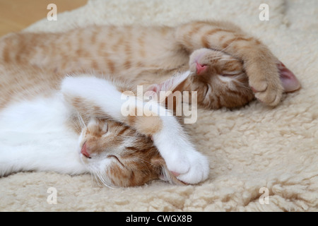 Zwei Ingwer Kätzchen In identischen Positionen miteinander schlafen Stockfoto