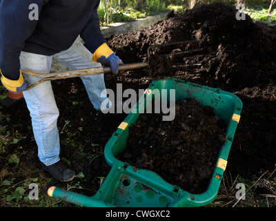 Man Shovelling Pferd Gülle in Schubkarre mit dem A Gabel England Stockfoto