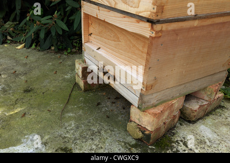 Honig-Bienen am Eingang zum Bienenstock Stockfoto