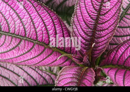 Strobilanthes. Persische Schild Strobilanthes. Im Werk Kern zu konzentrieren. In der Nähe von Blätter sind unscharf. Stockfoto