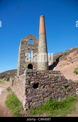 Ein paar Wanderfalken erheben sich über Towanroath Maschinenhaus, Wheal Coates, St. Agnes, Cornwall, UK Stockfoto