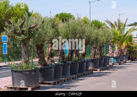 Reife Olivenbäume zum Verkauf in Jardiland Gartencenter. Sie sind bei etwa 400 Euro festgesetzt. Stockfoto