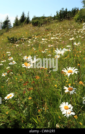 Blumen von Oxeye Daisy (Leucanthemum Vulgare) blühen auf der Wiese in Rohace, Nationalpark Hohe Tatra, Slowakei. Stockfoto
