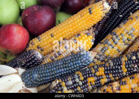 Scheffel Äpfel mit bunten indischen Mais Stockfoto