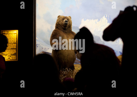 Ein Grizzlybär steht in der Halle Nordamerika Säugetiere Hall in das American Museum of Natural History in New York Stockfoto