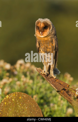 Schwarz (Melanistic) Schleiereule thront auf verrosteten Landmaschinen im goldenen Abendlicht (Tyto Alba) Stockfoto