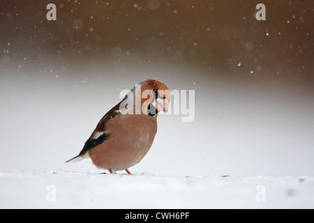 Kernbeißer /Coccothraustes Coccothraustes / Stockfoto