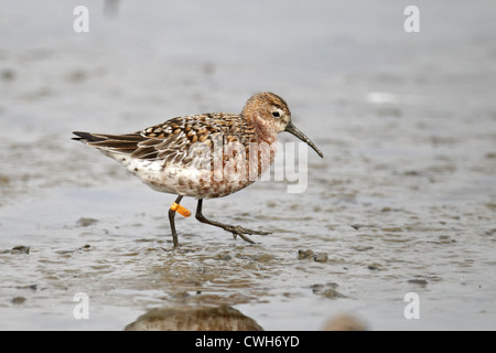 Sichelstrandläufer Calidris Ferruginea, Zucht-Gefieder Erwachsener mit australischen Bein Flagge, zu Fuß auf Gezeiten Wattenmeer, Mai Po, HK Stockfoto