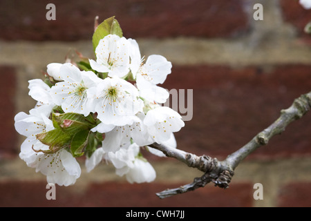 Prunus Avium. Süßkirsche 'Sunburst' Blüte gegen einen roten Backsteinmauer. Stockfoto