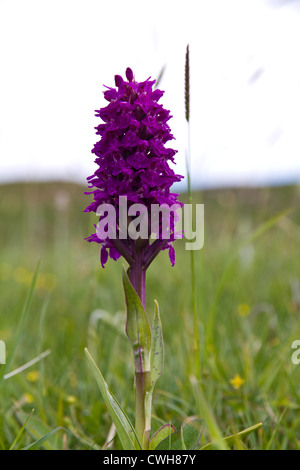 Westlichen Knabenkraut (Dactylorhiza Majalis) Blüte auf dem Machair auf Sanday, Isle von Canna, Schottland Stockfoto