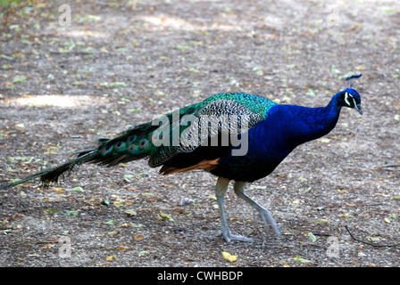 Pfau im Naturschutzgebiet von der Pfaueninsel in Berlin. Stockfoto