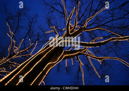 Berlin, geschmückt mit Lichterketten Bäume Unter Den Linden Stockfoto