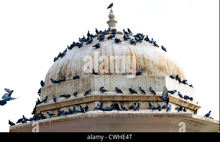 Vögel sitzen auf Jaipur Fort Stockfoto