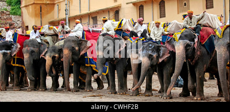 Elefanten und Mahouts auf Amber Fort Stockfoto