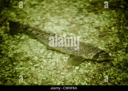 Braune Forelle Salmo trutta Stockfoto