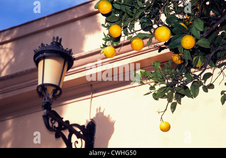 Reifer Orangen von Orangenbäumen hängen, auf den Straßen von Sevilla Spanien Andalusien Stockfoto