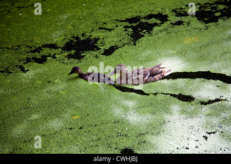 Weibliche Stockente - Anas Platyrhynchos mit Entchen schwimmen durch Algen am Regents Kanal - London UK Stockfoto