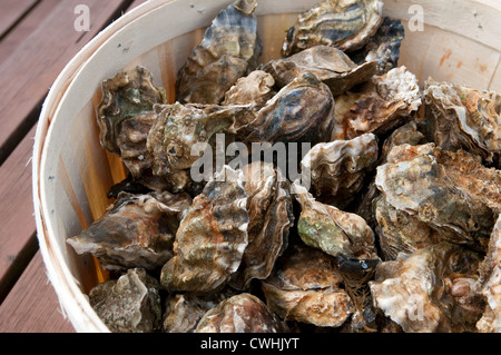 frische Austern in Holzkiste, West Mersea, Essex, england Stockfoto