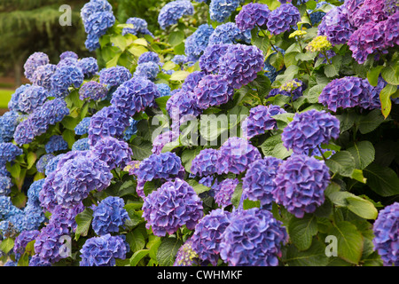 Bunte Hydrangea blüht Stockfoto