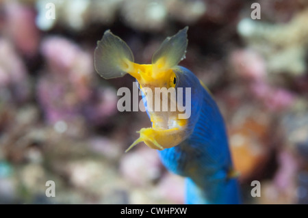 Eine männliche Blue Ribbon Eel an einem Riff in Nord-Sulawesi. Stockfoto