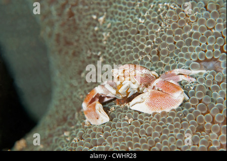 Eine Anemone Krabbe in ihrer Host-Anemone in Nord-Sulawesi. Stockfoto