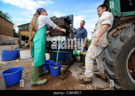 Apfelwein Herstellung auf einem englischen Bauernhof - Eimer von gestampften Äpfeln gehen in der Presse und Saft wird aufgefangen, Herefordshire, UK Stockfoto