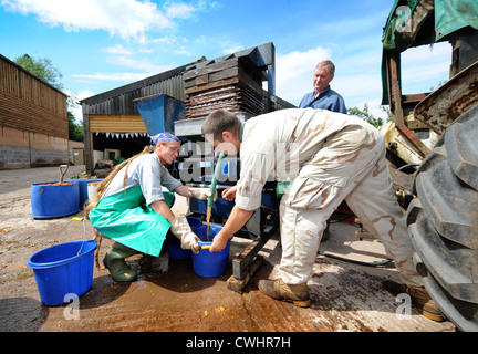 Apfelwein Herstellung auf einem englischen Bauernhof - Eimer von gestampften Äpfeln gehen in der Presse und Saft wird aufgefangen, Herefordshire, UK Stockfoto