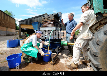 Apfelwein Herstellung auf einem englischen Bauernhof - Eimer von gestampften Äpfeln gehen in der Presse und Saft wird aufgefangen, Herefordshire, UK Stockfoto