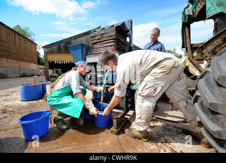 Apfelwein Herstellung auf einem englischen Bauernhof - Eimer von gestampften Äpfeln gehen in der Presse und Saft wird aufgefangen, Herefordshire, UK Stockfoto