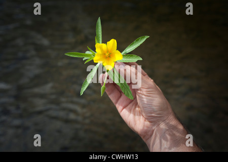 Große Blume Primrose (Ludwigia Grandiflora). Große Blume Primel. Taraji À Grandes Fleurs (Ludwigia Grandiflora). Stockfoto